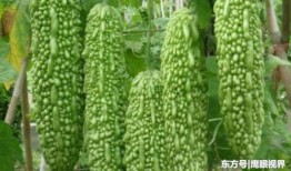 吃瓜的女人什么心理,揭秘“吃瓜群众”背后的心理动机