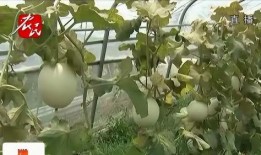 邢台学吃瓜,揭秘地方特色美食背后的故事