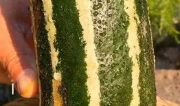 没熟的瓜怎么吃,如何巧妙享用未熟瓜果的清新滋味