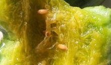 直接可以吃的瓜叫啥瓜