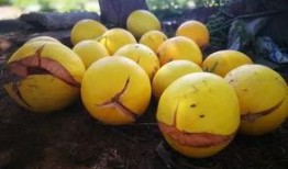 白蜜瓜几月吃,白蜜瓜最佳食用月份指南