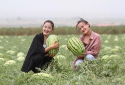 吃沙瓜的人,探寻吃沙瓜的人生之旅