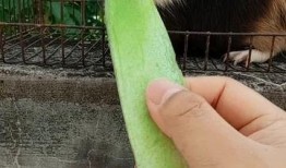 我吃瓜你吃皮怎么回复,揭秘“我吃瓜你吃皮”的智慧哲理