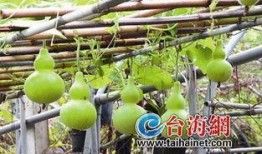 发烧吃葫芦瓜,发烧时的天然清凉良方