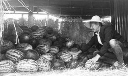 弋阳吃瓜群众事迹,见证时代变迁的民间观察者