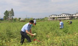 疫情吃瓜群众汤阴,吃瓜群众的视角与思考
