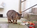 花猫壁纸网 吃瓜,吃瓜群众必备，海量趣味壁纸等你来“瓜”