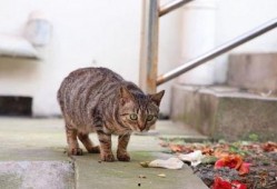 花猫壁纸网 吃瓜,吃瓜群众必备，海量趣味壁纸等你来“瓜”