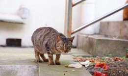 花猫壁纸网 吃瓜,吃瓜群众必备，海量趣味壁纸等你来“瓜”