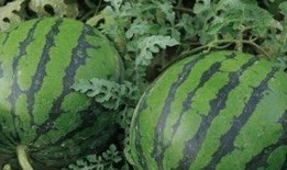 最新吃瓜观看,揭秘明星幕后故事