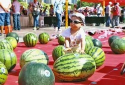 吃瓜在线大赛,全民狂欢，瓜界盛宴