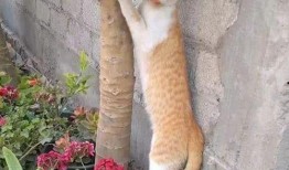 白猫吃瓜表情包动态,萌态十足，笑料横生！