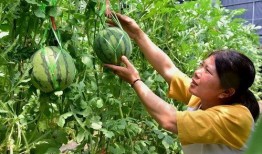 吃瓜没吐籽,揭秘瓜果的秘密世界