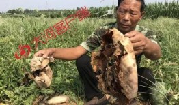 贵阳吃瓜打架案件,一场网络热议背后的冲突与反思