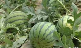 陕西水果瓜怎么吃,陕西水果瓜的多样食法探索