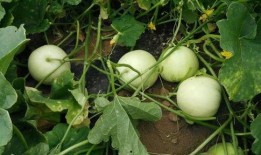 瓜哥带你吃最甜的瓜,瓜哥带你探寻全国最甜瓜果之旅