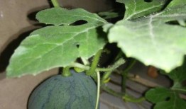 圆瓜的籽可以吃吗有毒吗,可食用但需注意