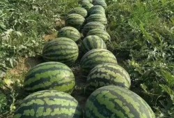 风吹暖气下吃瓜,夏日吃瓜时光