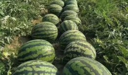 风吹暖气下吃瓜,夏日吃瓜时光