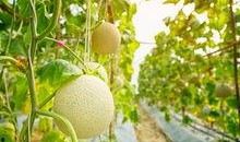 大梨瓜怎么吃,探索美味新境界