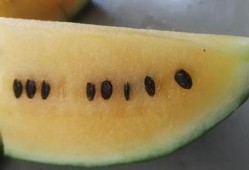 大理宾川吃瓜,大理宾川的甜蜜食旅体验