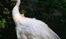 吃瓜交头接耳,揭秘娱乐圈幕后风云