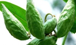 牛角瓜那吃,探寻神秘果实的神奇魅力