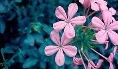 吃瓜樱花草视频,趣味横生的甜蜜瞬间