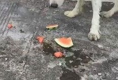 狗狗吃瓜的后果,揭秘瓜果对宠物的双重影响