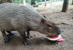 黑猩猩吃瓜视频,揭秘灵长类动物的天然趣味