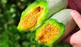 洋籽瓜怎么吃,探索美味与营养的完美融合