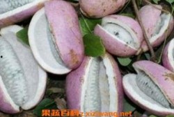 体凉可以吃八月瓜吗