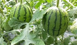 河南又吃瓜了,揭秘背后故事