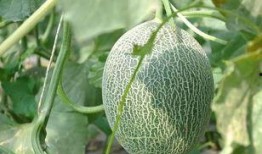 吃太多了哈密瓜,哈密瓜过量后的甜蜜烦恼