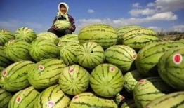 吃沙瓜的人,探寻吃沙瓜的人生之旅