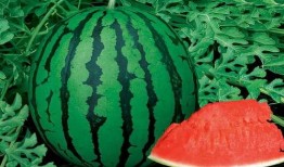 小莎子吃瓜,揭秘娱乐圈那些不为人知的幕后故事