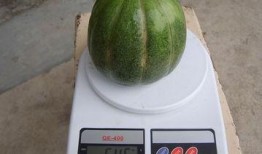 孕妇可以吃青皮绿瓜吗,孕妇适宜食用青皮绿瓜吗？