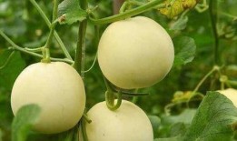 生活中的吃瓜案例