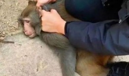 邯郸吃瓜霸凌,揭秘“吃瓜霸凌”背后的真相