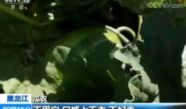 瓜哥带你吃最甜的瓜,瓜哥带你探寻全国最甜瓜果之旅