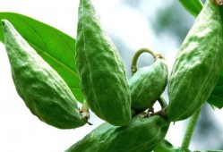 牛角瓜听成牛吃瓜