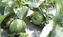 正是吃瓜的季节,正是吃瓜好时节