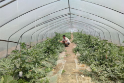 田间吃瓜评价,品鉴自然之美，感受田园生活