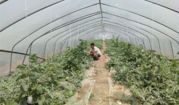 田间吃瓜评价,品鉴自然之美，感受田园生活