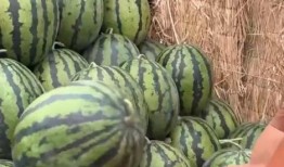 66全网吃瓜爆料,揭秘娱乐圈幕后真相