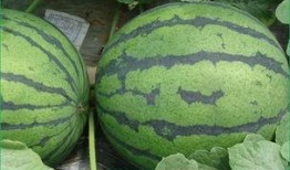 吃啥瓜补胸,揭秘天然丰胸美食秘籍