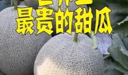 世界级吃瓜,世界级吃瓜大事件盘点