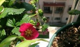 吃哈密瓜刚吃就吐