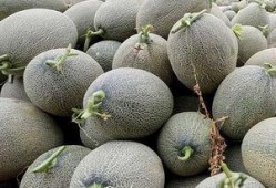 吃哈密瓜刚吃就吐