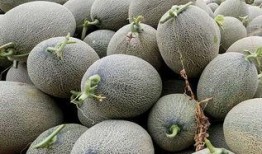 吃哈密瓜刚吃就吐